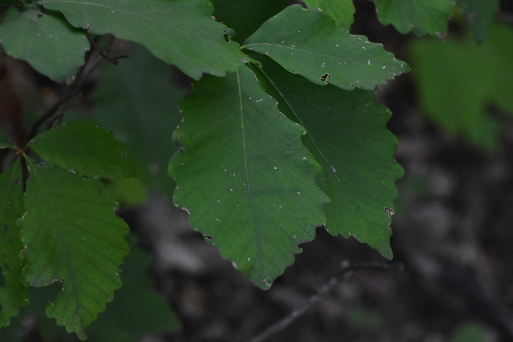 Quercus montana; photograph (c) Ryan Watson, some rights reserved (CC BY)