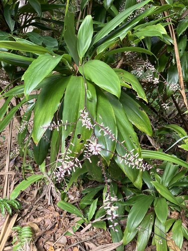 Cordyline cannifolia observed 2026-09-21