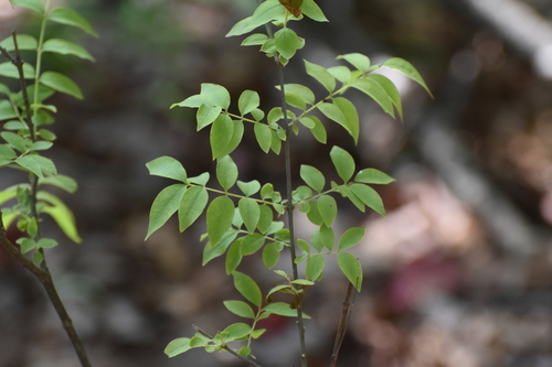 Buckleya distichophylla, photograph 5