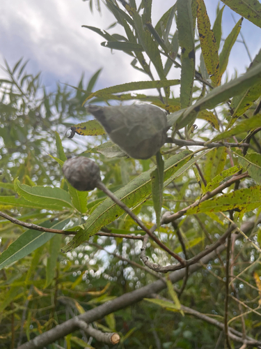 Willow Pinecone Gall Midge
