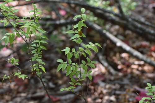 Buckleya distichophylla, photograph 6