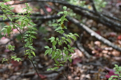 Buckleya distichophylla, photograph (c) Ryan Watson, some rights reserved (CC BY)
