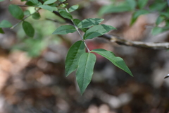 Buckleya distichophylla