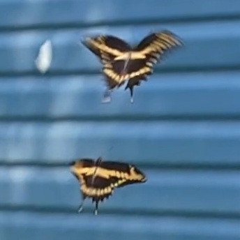 Eastern Giant Swallowtail