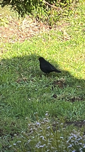 Eurasian Blackbird