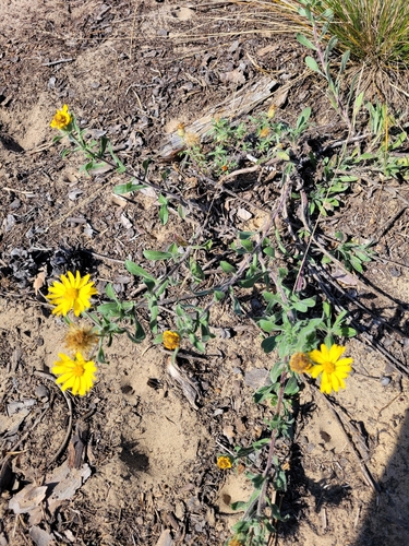 Hairy False Goldenaster