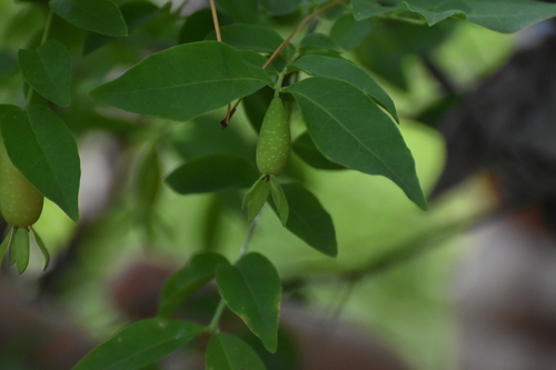 Buckleya distichophylla, photograph 1