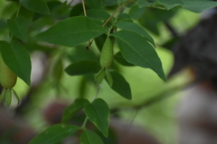 Buckleya distichophylla, photograph (c) Ryan Watson, some rights reserved (CC BY)