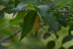 Buckleya distichophylla, photograph (c) Ryan Watson, some rights reserved (CC BY)