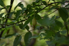 Buckleya distichophylla, photograph (c) Ryan Watson, some rights reserved (CC BY)