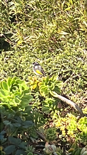 New Holland Honeyeater
