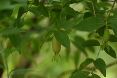 Buckleya distichophylla, photograph (c) Ryan Watson, some rights reserved (CC BY)
