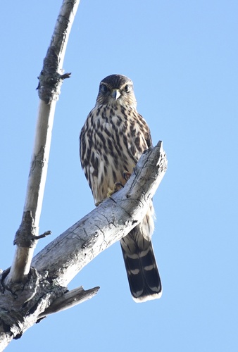 Merlin