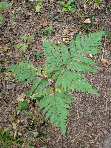 common bracken