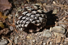 Pinus pungens, photograph (c) Ryan Watson, some rights reserved (CC BY)