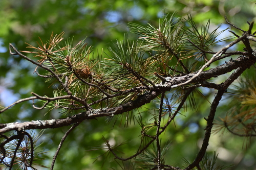 Pinus pungens