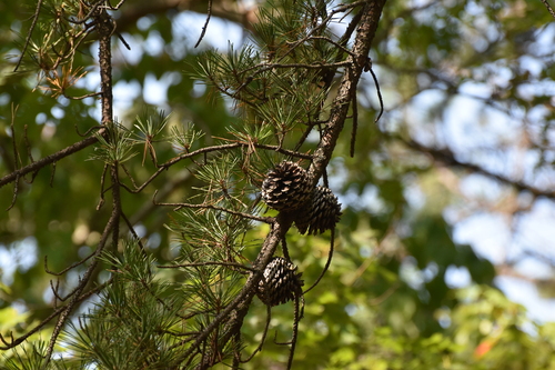 Pinus pungens, photograph 1