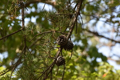 Pinus pungens, photograph (c) Ryan Watson, some rights reserved (CC BY)