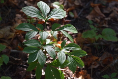 (c) Ryan Watson, some rights reserved (CC BY) Paeonia obovata, photograph (c) Ryan Watson, some rights reserved (CC BY)
