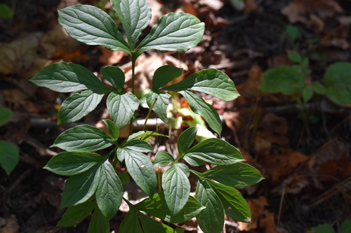 Paeonia obovata, photograph 1
