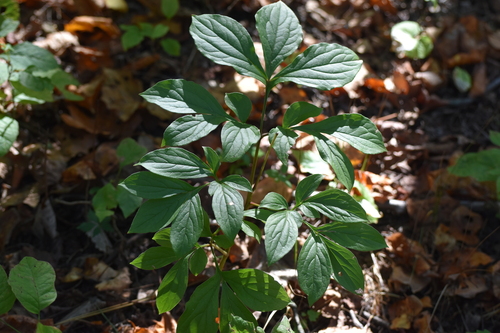 Paeonia obovata (Paeonia obovata)