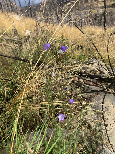 Campanula alaskana, photograph 6