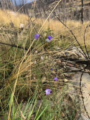 Campanula alaskana, photograph (c) Oliver Stringham, some rights reserved (CC BY)