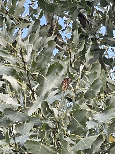 Monarch