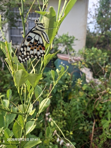 Lime Swallowtail