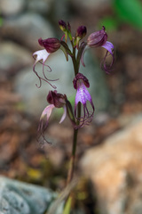 Himantoglossum comperianum