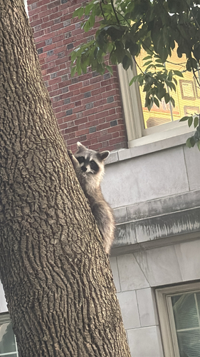 Common Raccoon