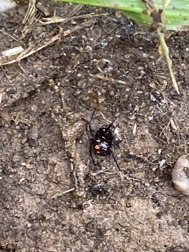 Northern Black Widow