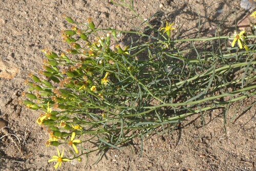 Broom-like Ragwort