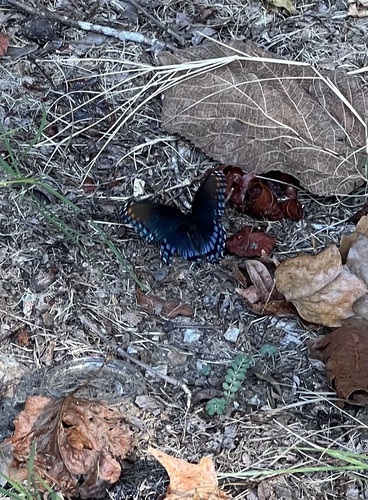 Red-spotted Admiral