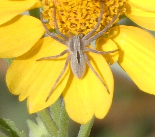 Common Lance-backed Crab Spider