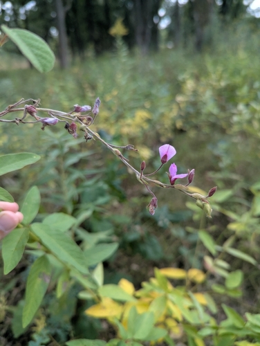 showy tick-trefoil