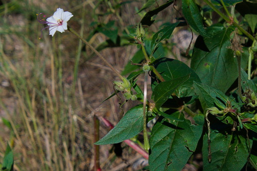 Mirabilis longiflora, photograph 4
