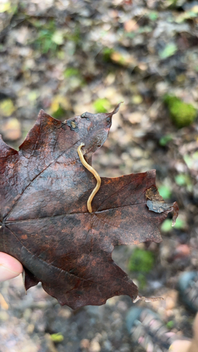 Wandering Broadhead Planarian