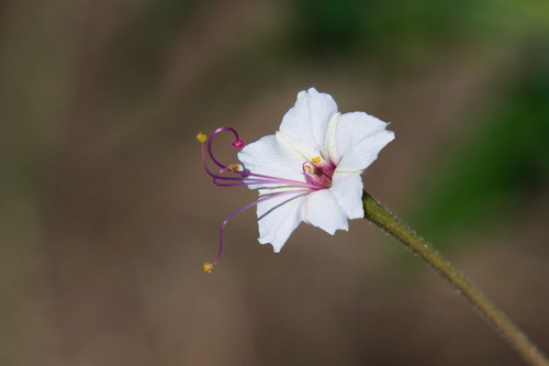 Mirabilis longiflora, photograph 3