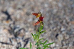 Crotalaria pumila