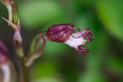Himantoglossum comperianum
