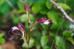 Himantoglossum comperianum