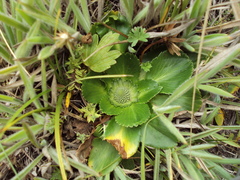 Eryngium humile