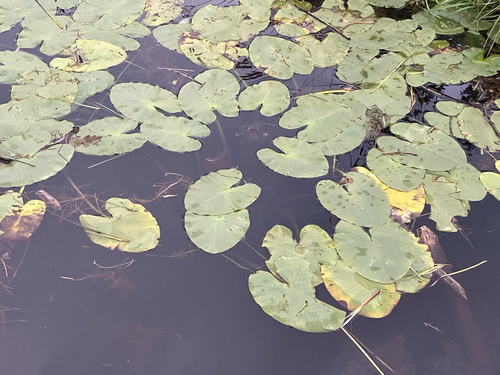 Nuphar variegata, photograph 3