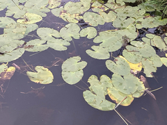Nuphar variegata, photograph (c) Oliver Stringham, some rights reserved (CC BY)