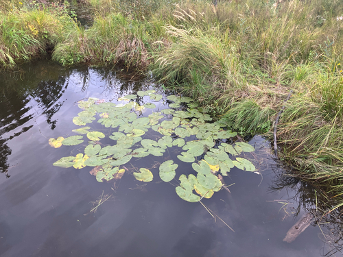 Nuphar variegata, photograph 4