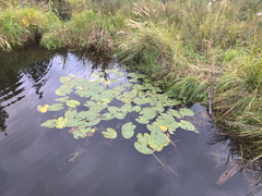 Nuphar variegata, photograph (c) Oliver Stringham, some rights reserved (CC BY)