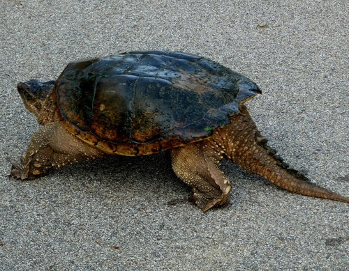 Common Snapping Turtle