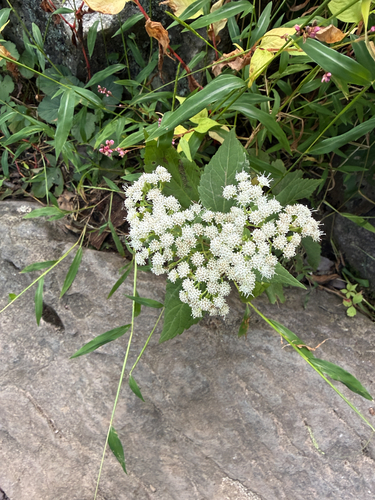 white snakeroot