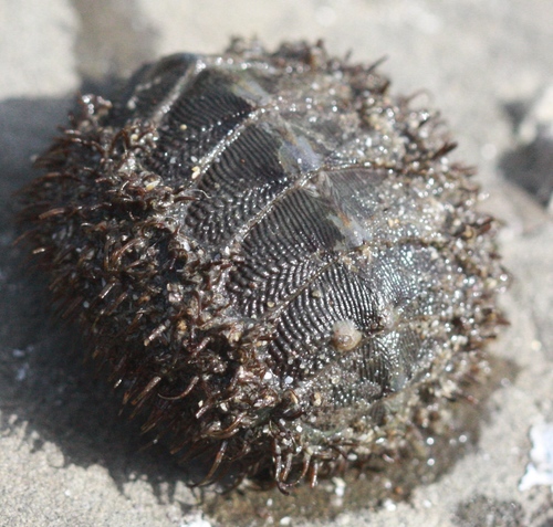 Mopalia muscosa